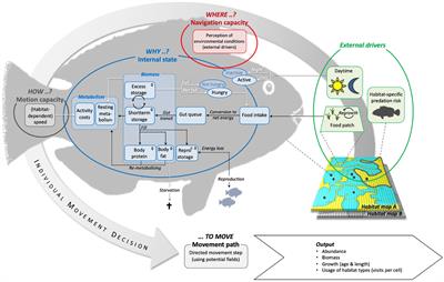 How artificial potential field algorithms can help to simulate trade-offs in movement behaviour of reef fishes